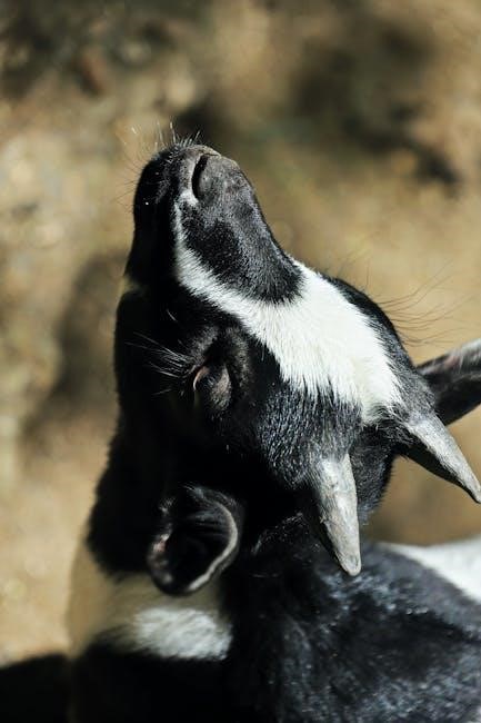 three billy goats gruff story pdf